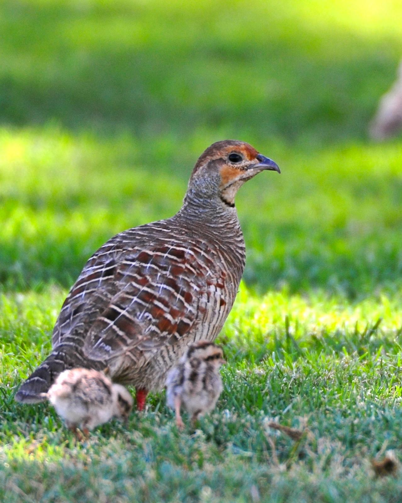 Gray Francolin Photo by Gerald Friesen
