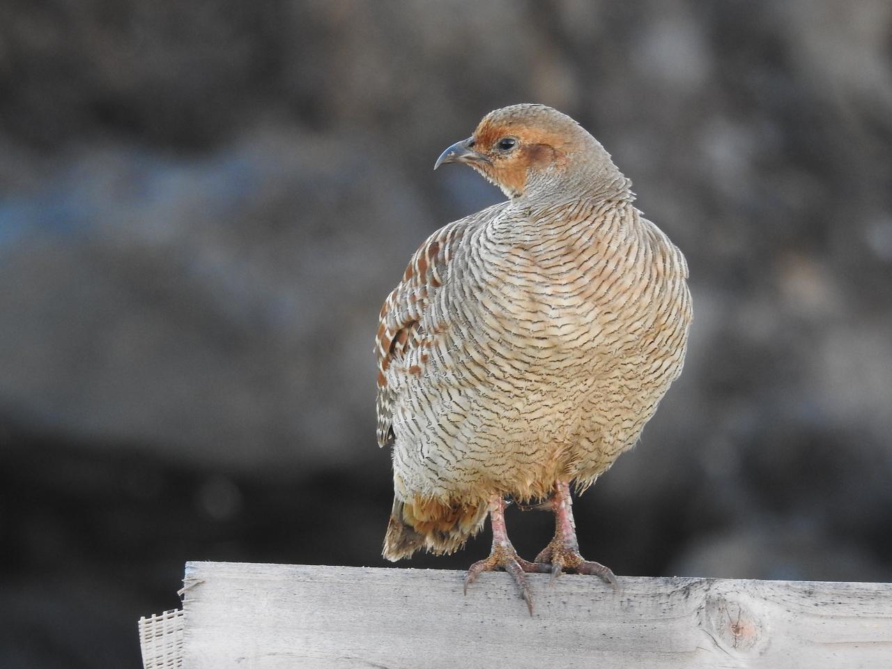 Gray Francolin Photo by Brian Avent