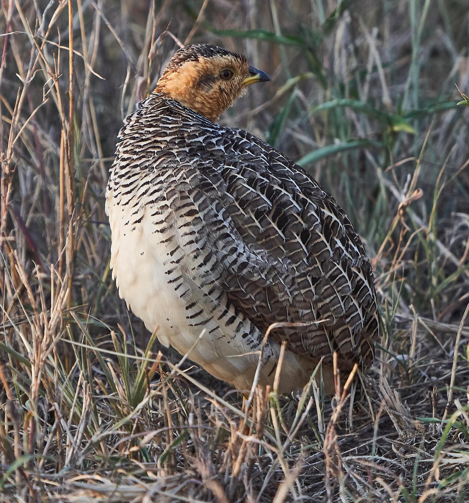Coqui Francolin Photo by Steven Cheong