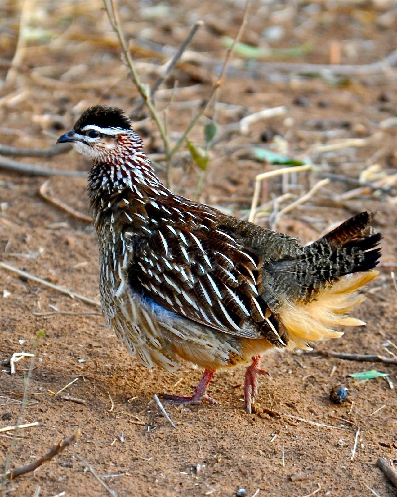 Crested Francolin Photo by Gerald Friesen