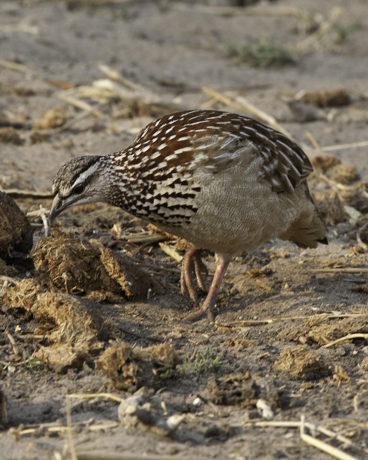 Crested Francolin Photo by Mary Ann Melton