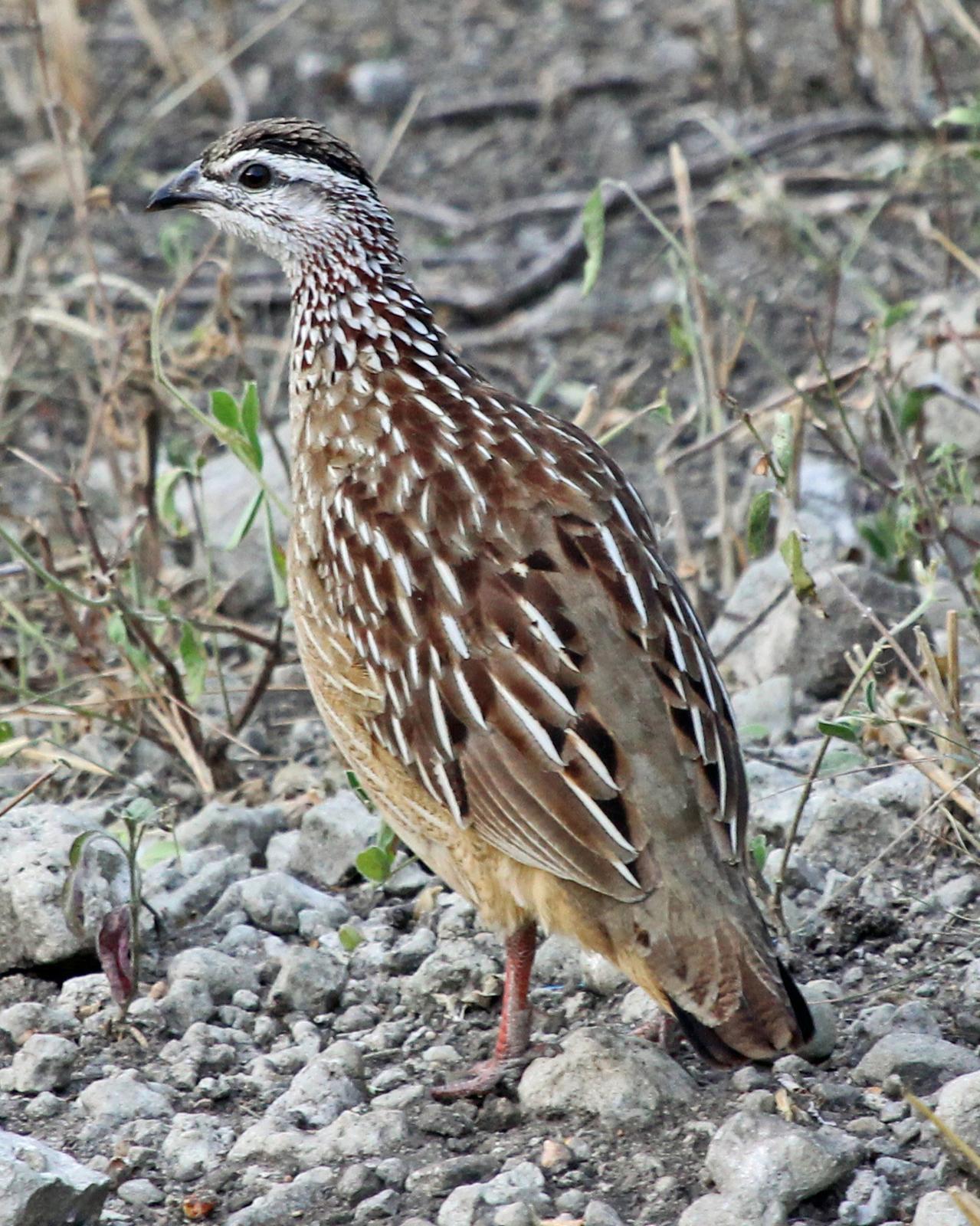 Crested Francolin Photo by Robert Polkinghorn
