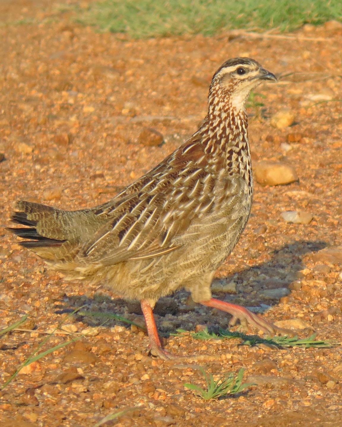 Crested Francolin Photo by Peter Boesman