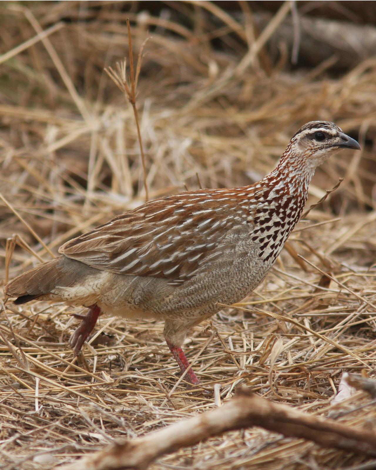 Crested Francolin Photo by Henk Baptist