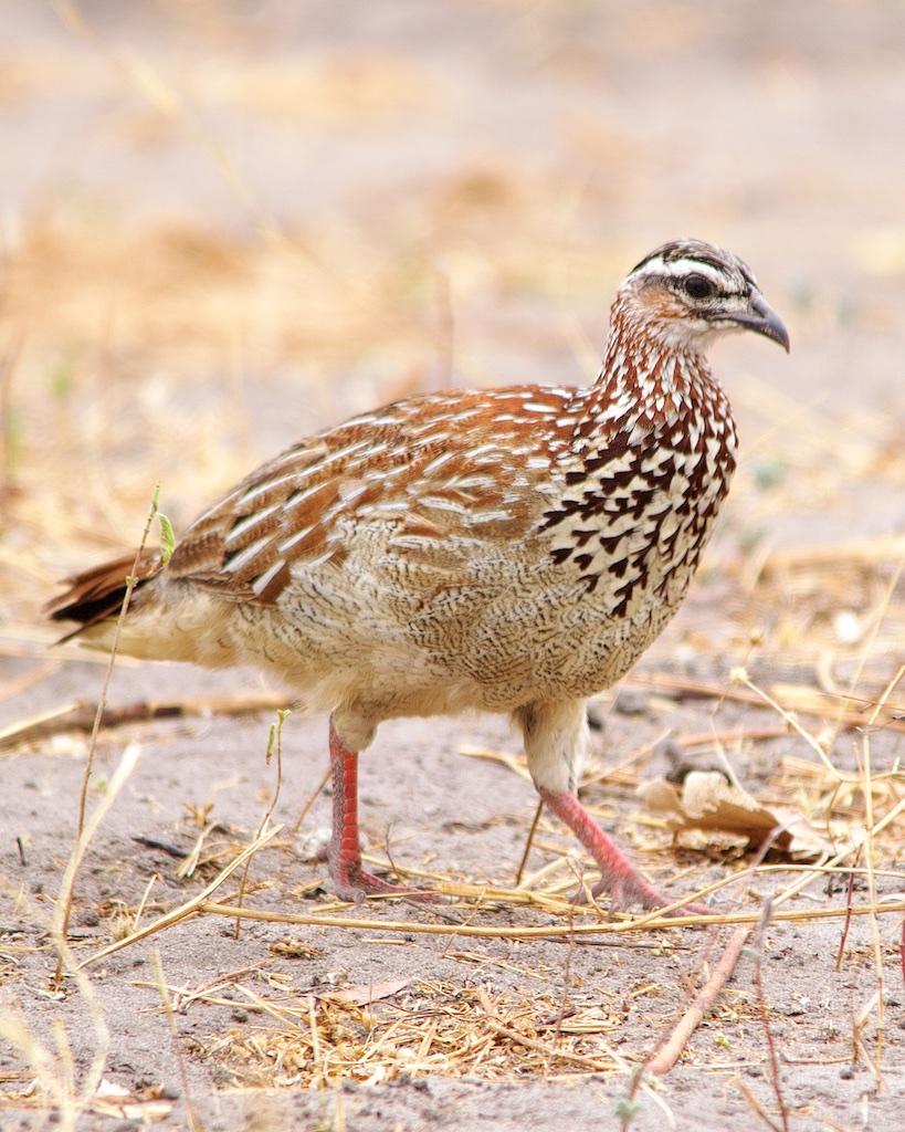 Crested Francolin Photo by Denis Rivard