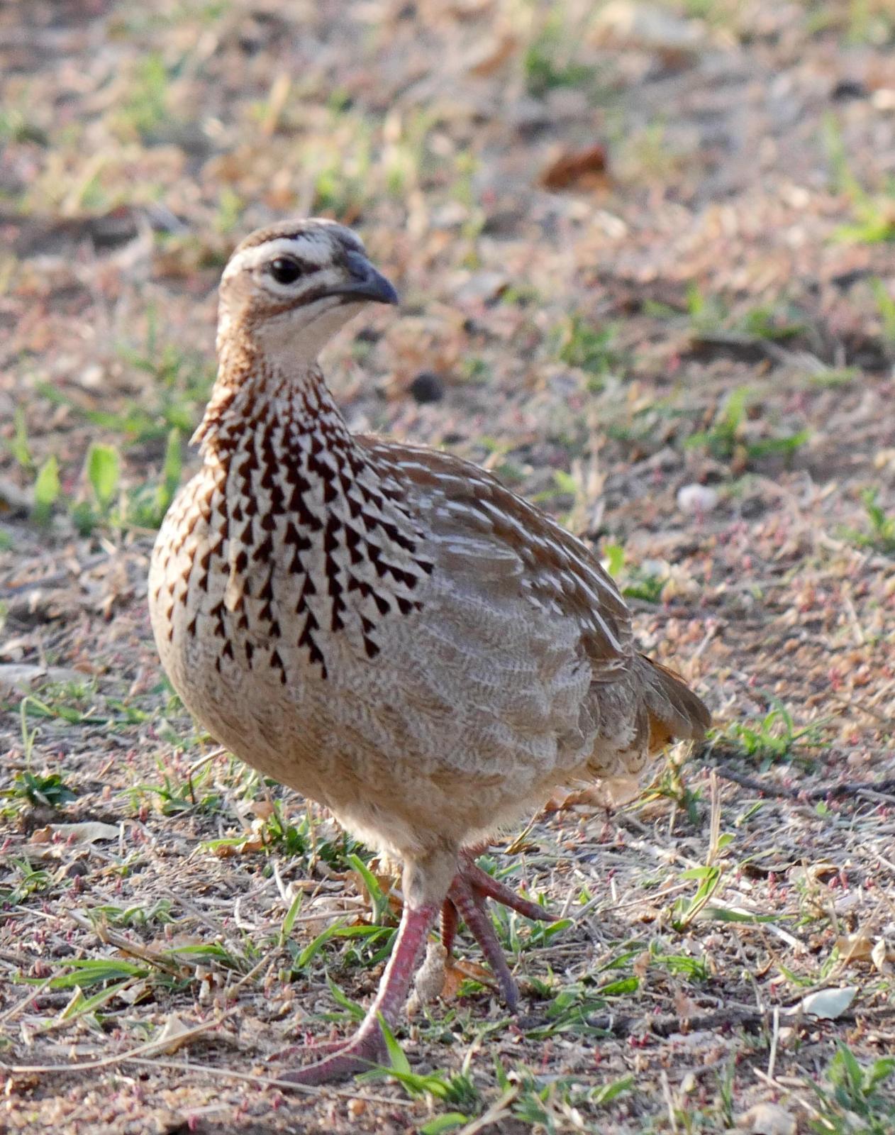Crested Francolin Photo by Peter Lowe