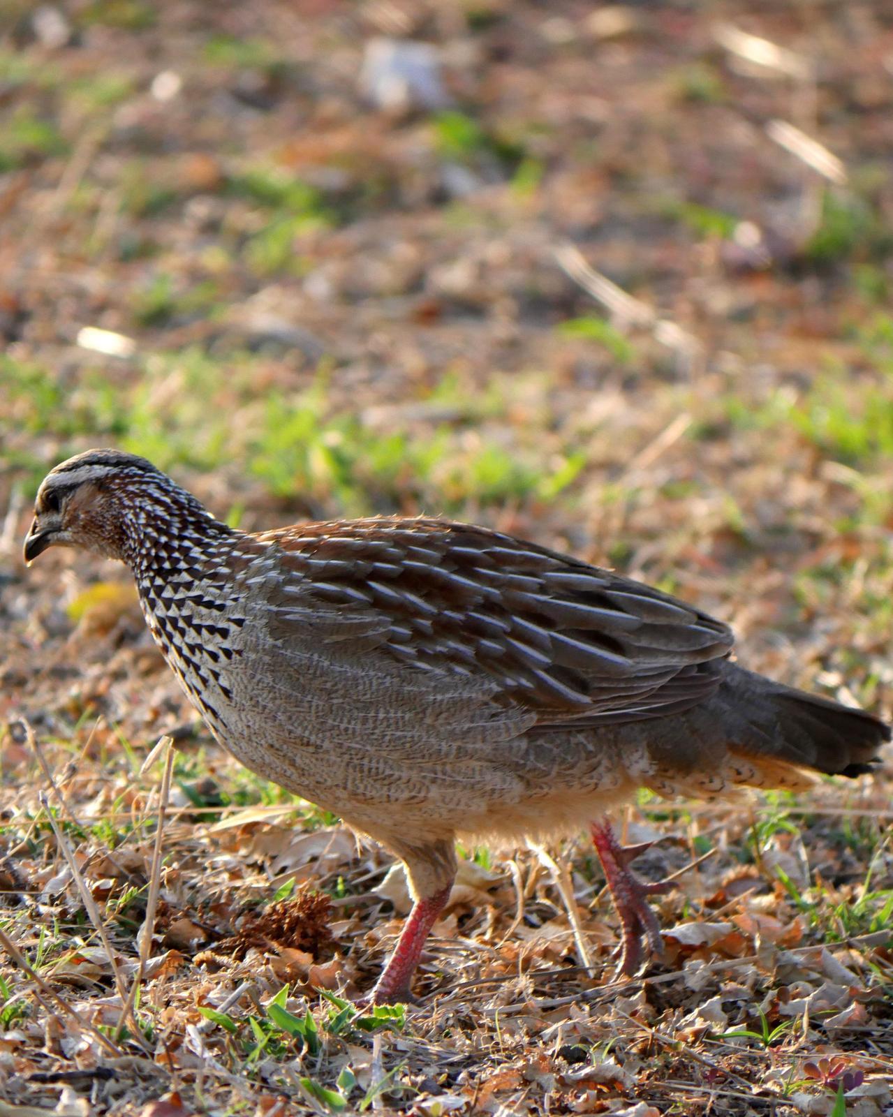 Crested Francolin Photo by Peter Lowe