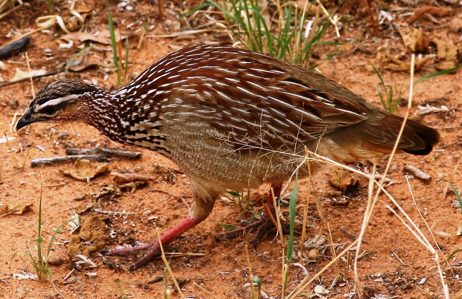 Crested Francolin Photo by Lee Harding