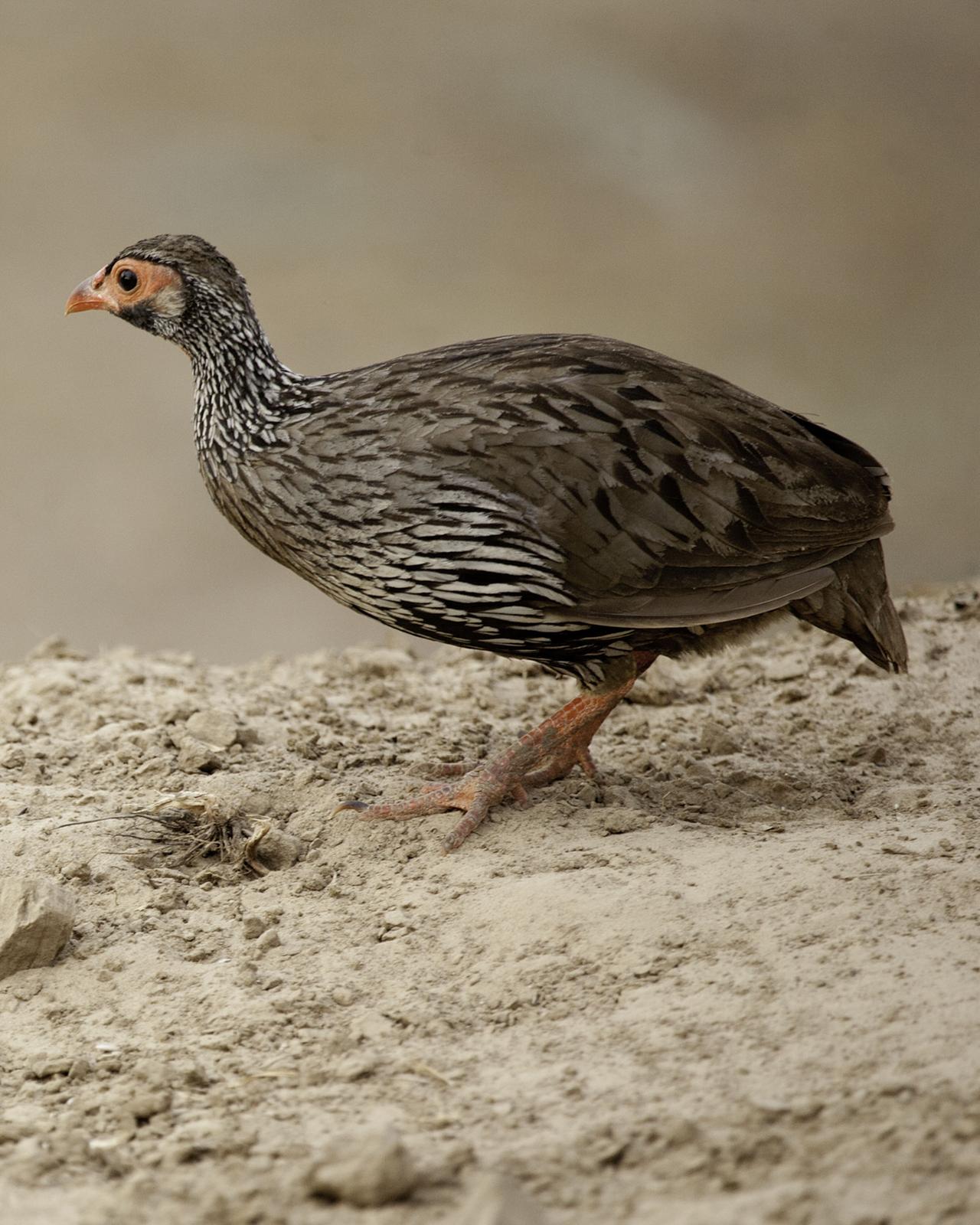 Ring-necked Francolin Photo by Mary Ann Melton