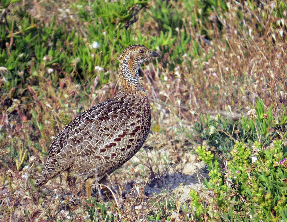 Gray-winged Francolin Photo by Peter Boesman