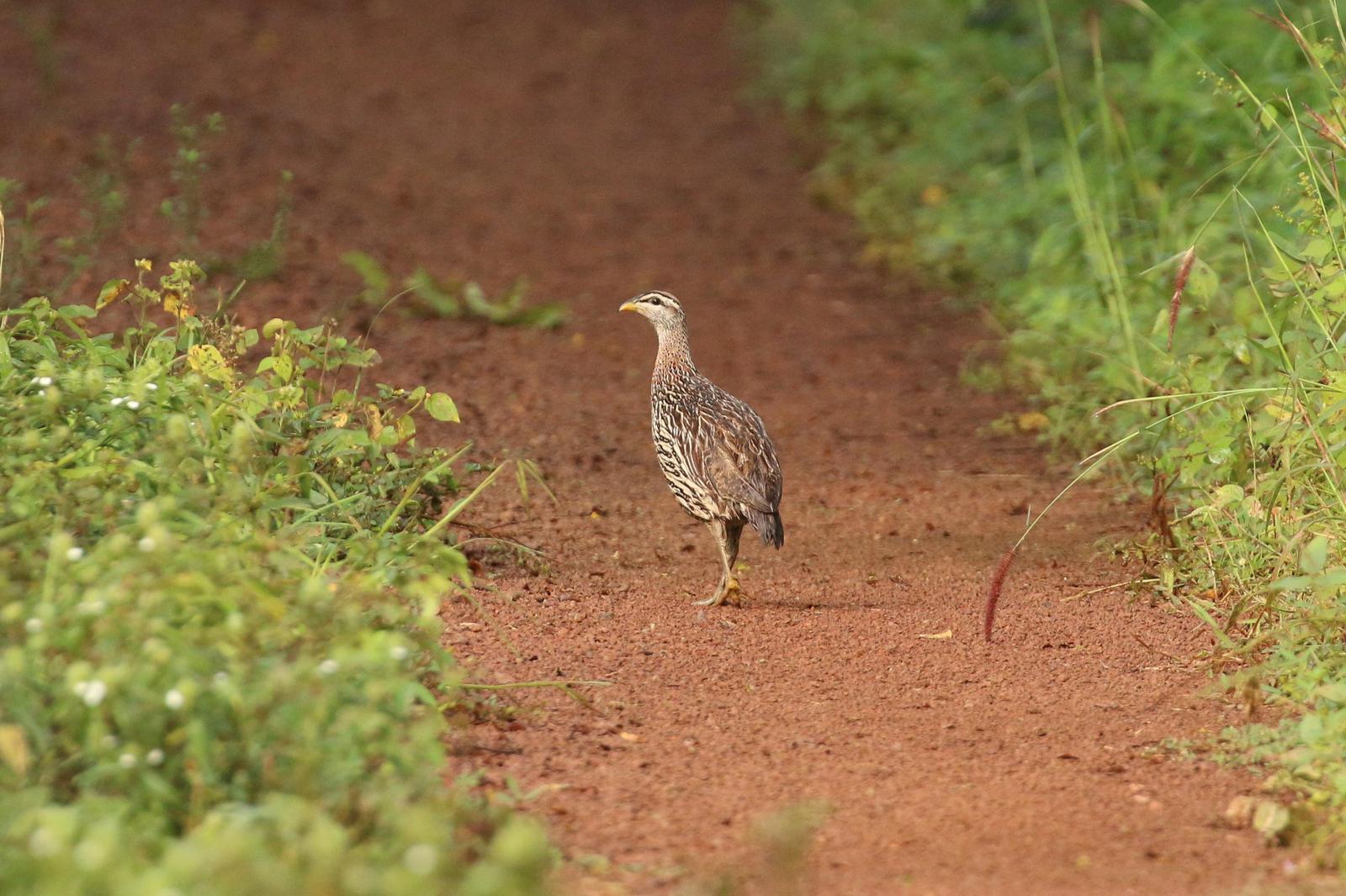 Double-spurred Francolin Photo by Tommy Pedersen