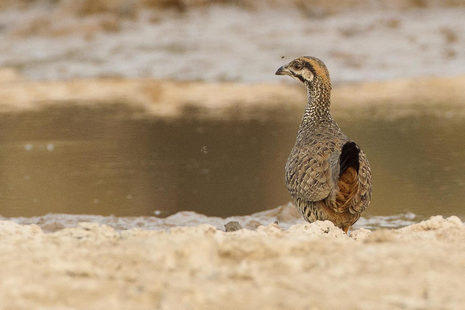 Chinese Francolin Photo by Jeff Schwilk