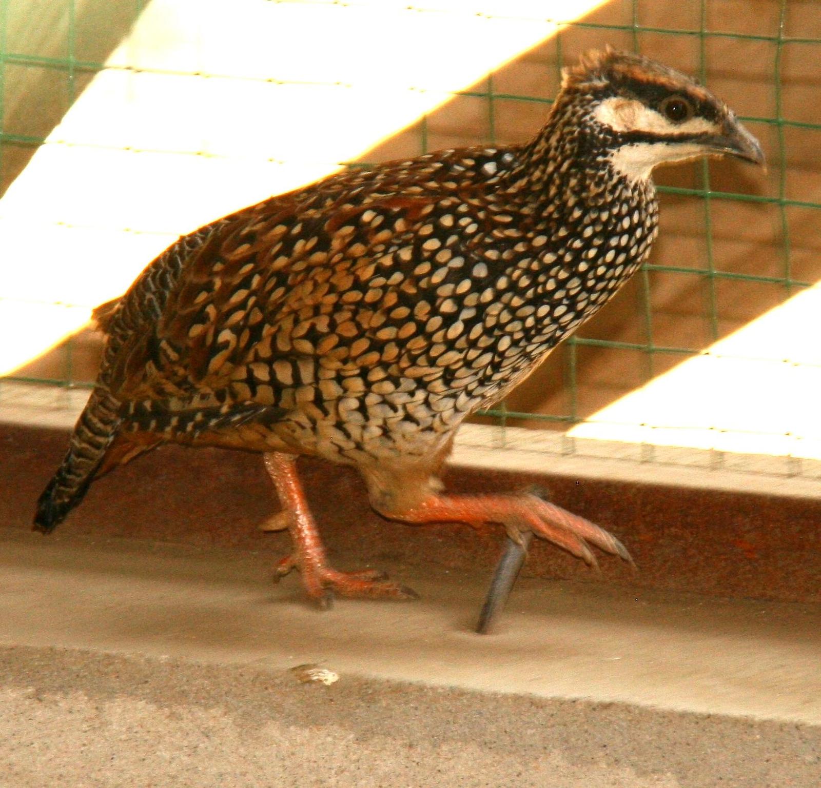 Chinese Francolin Photo by Lee Harding