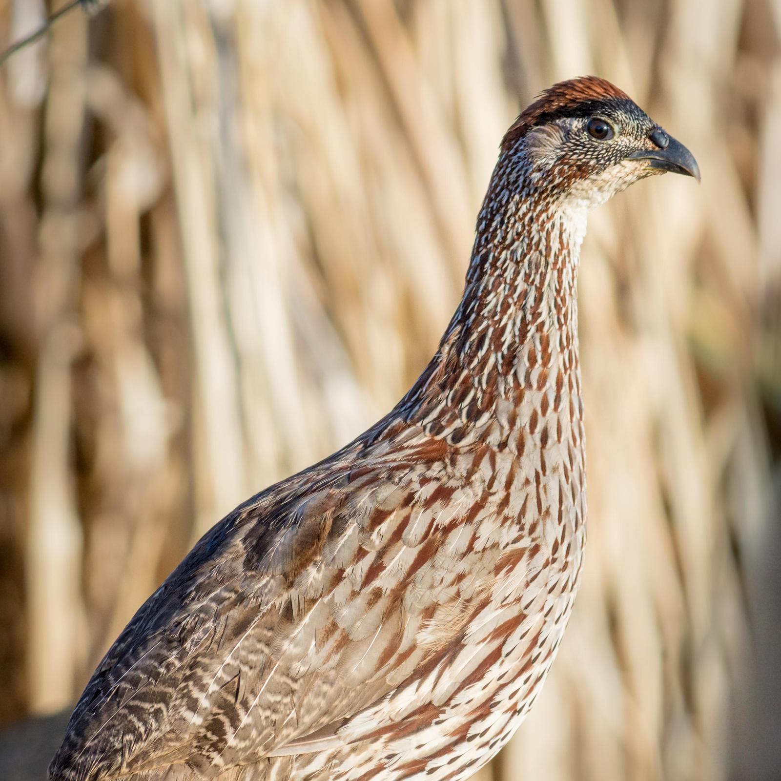 Erckel's Francolin Photo by Jesse Hodges