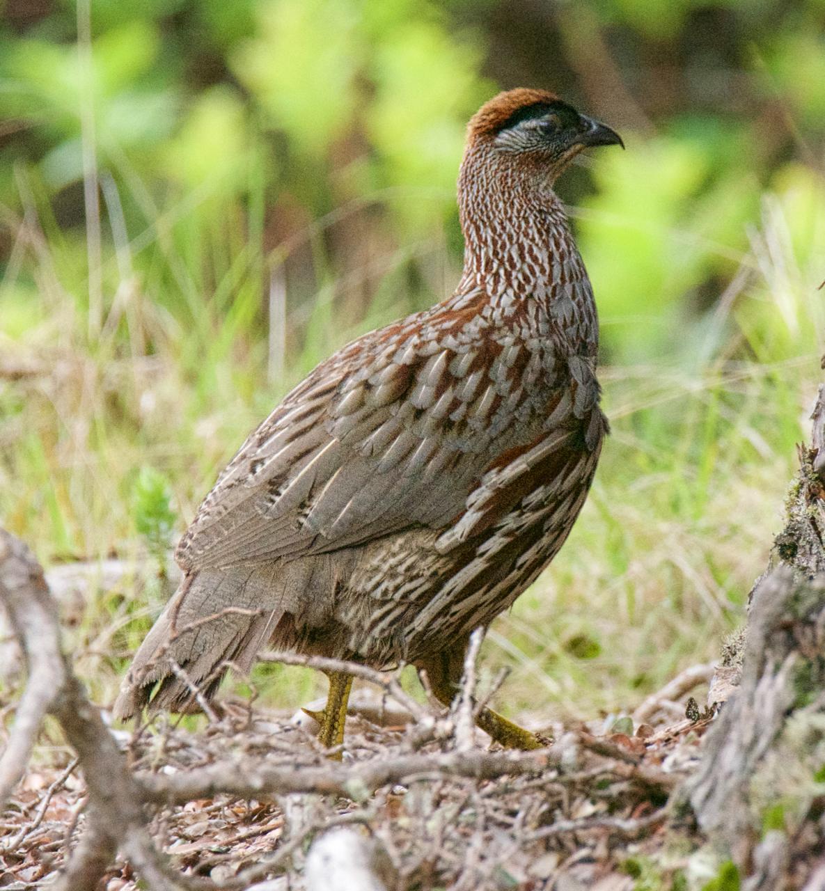 Erckel's Francolin Photo by Brian Avent