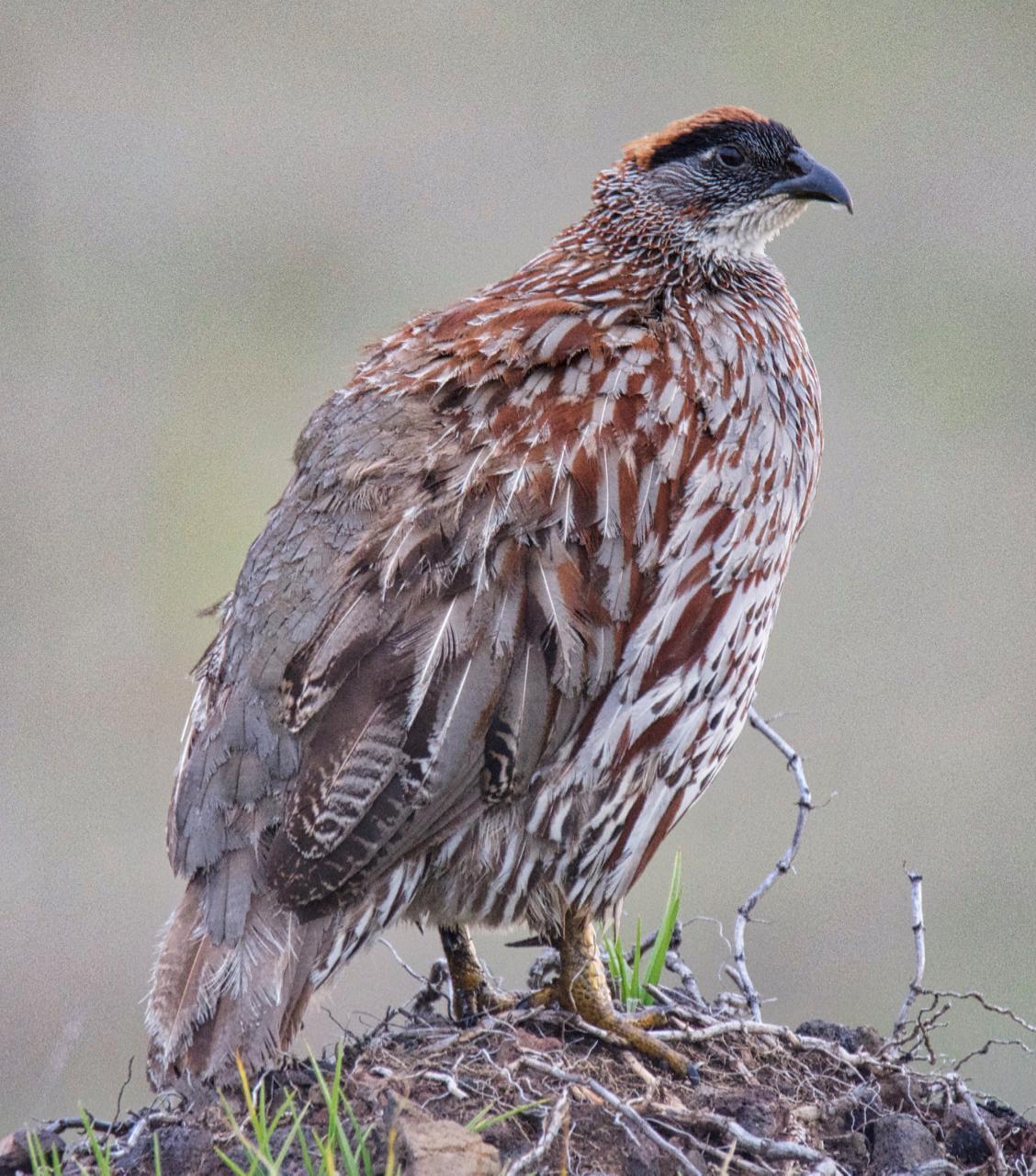 Erckel's Francolin Photo by Brian Avent