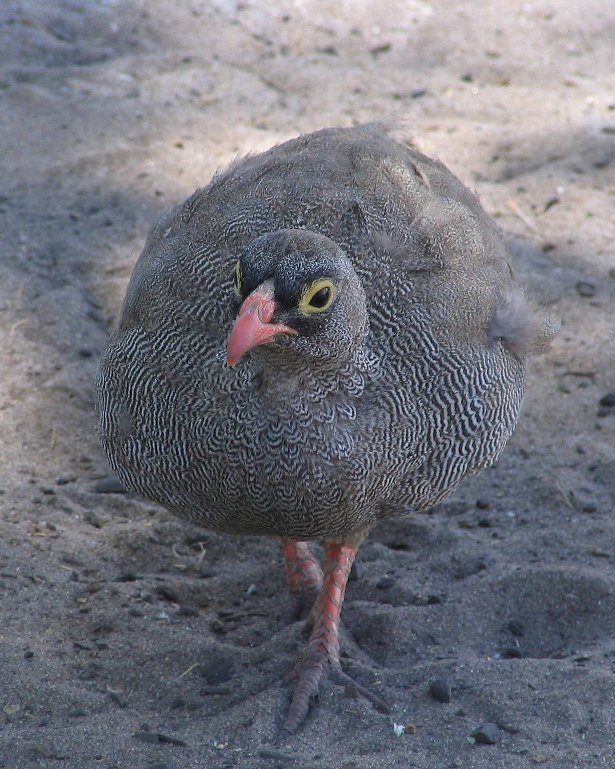 Red-billed Francolin Photo by Henk Baptist