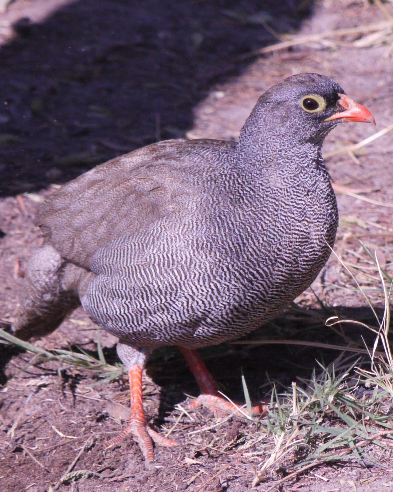 Red-billed Francolin Photo by Peter Lowe