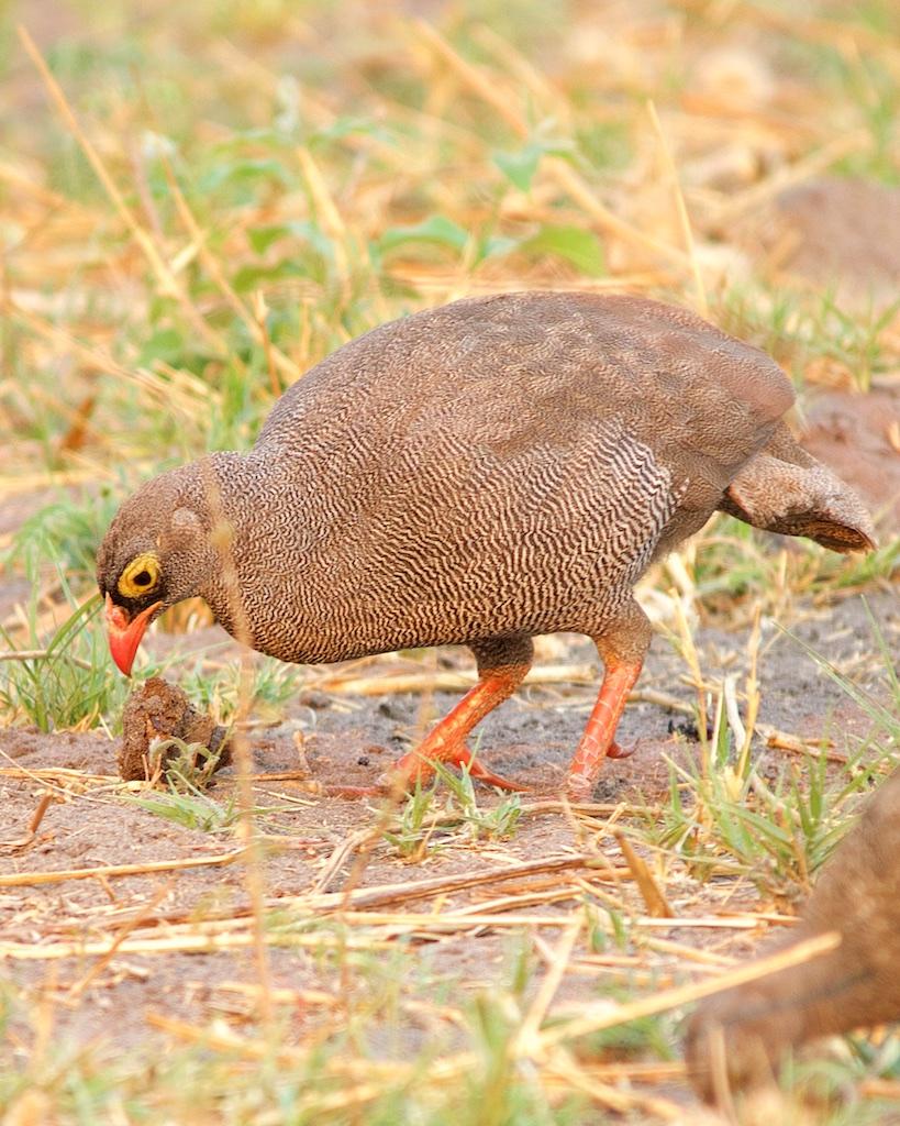 Red-billed Francolin Photo by Denis Rivard
