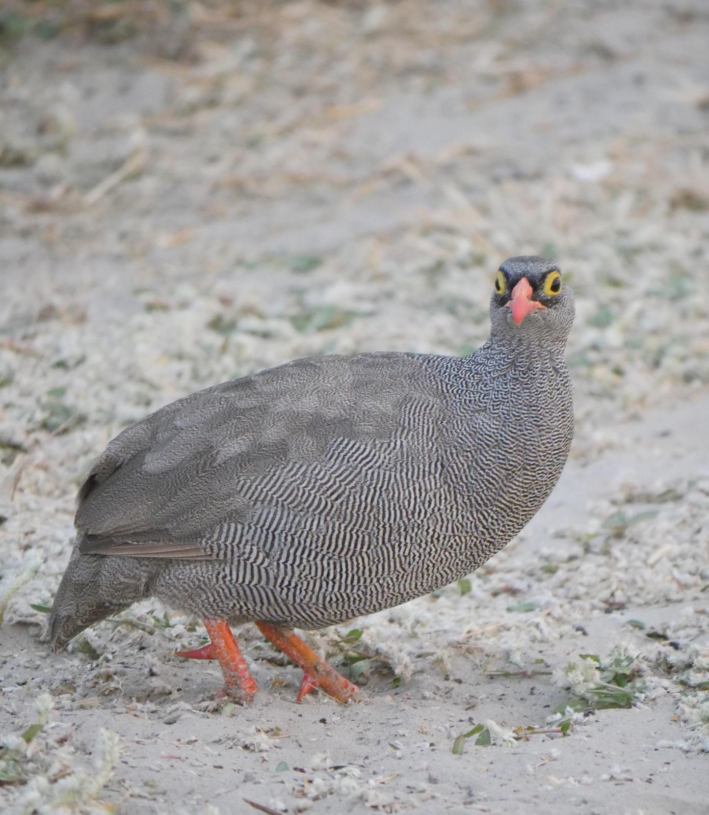 Red-billed Francolin Photo by Peter Lowe