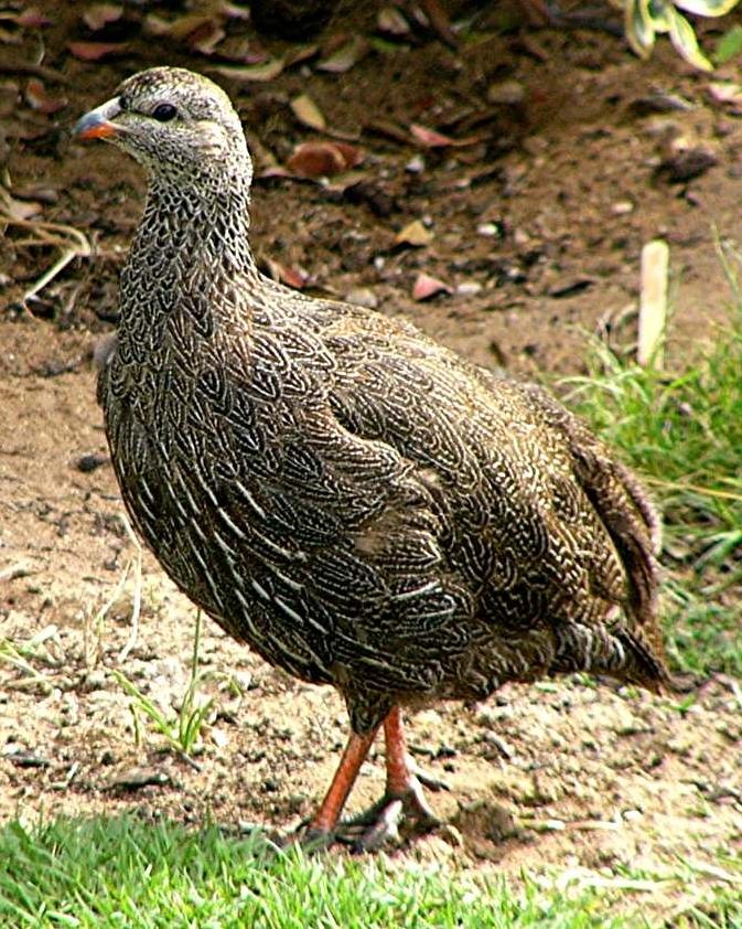 Cape Francolin Photo by Richard  Lowe
