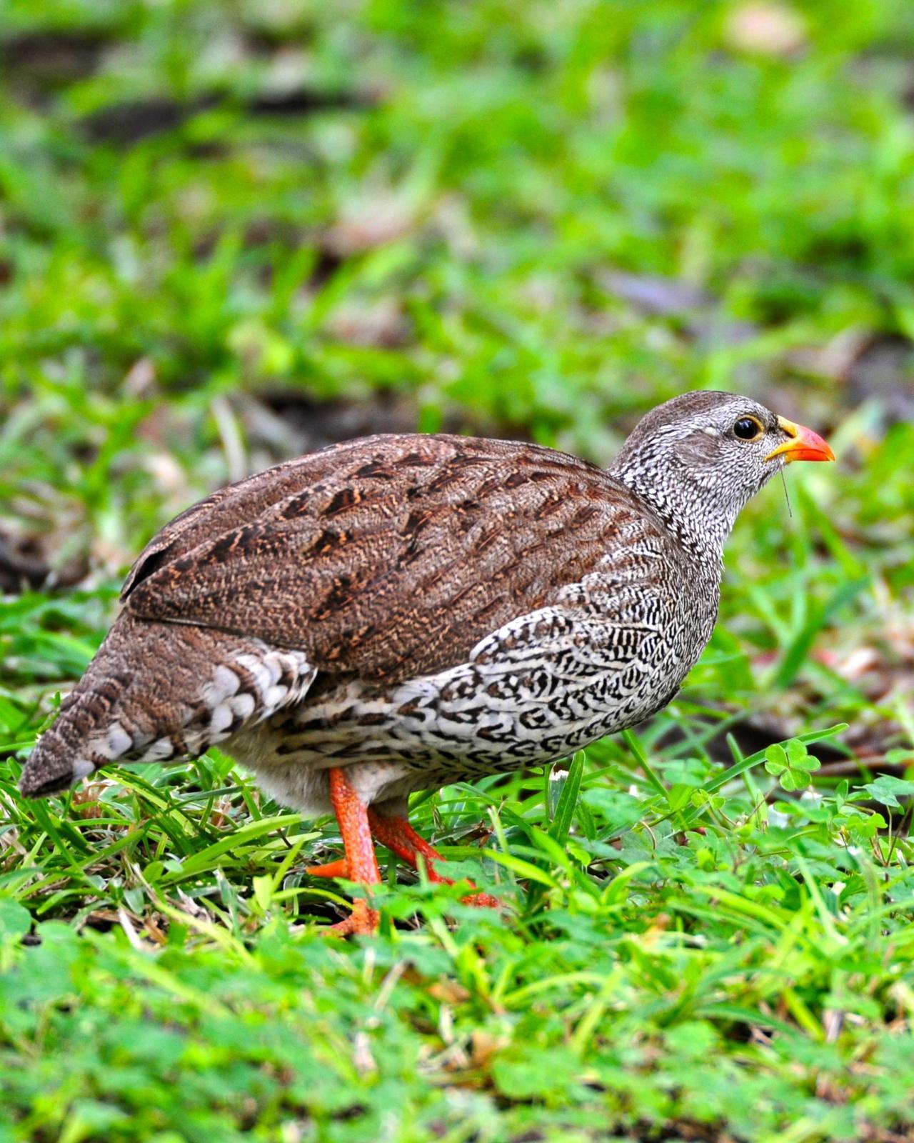 Natal Francolin Photo by Gerald Friesen