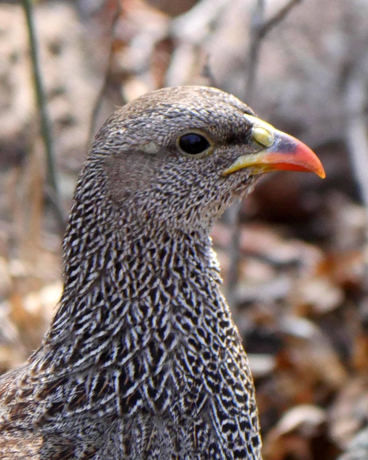 Natal Francolin Photo by Peter Lowe