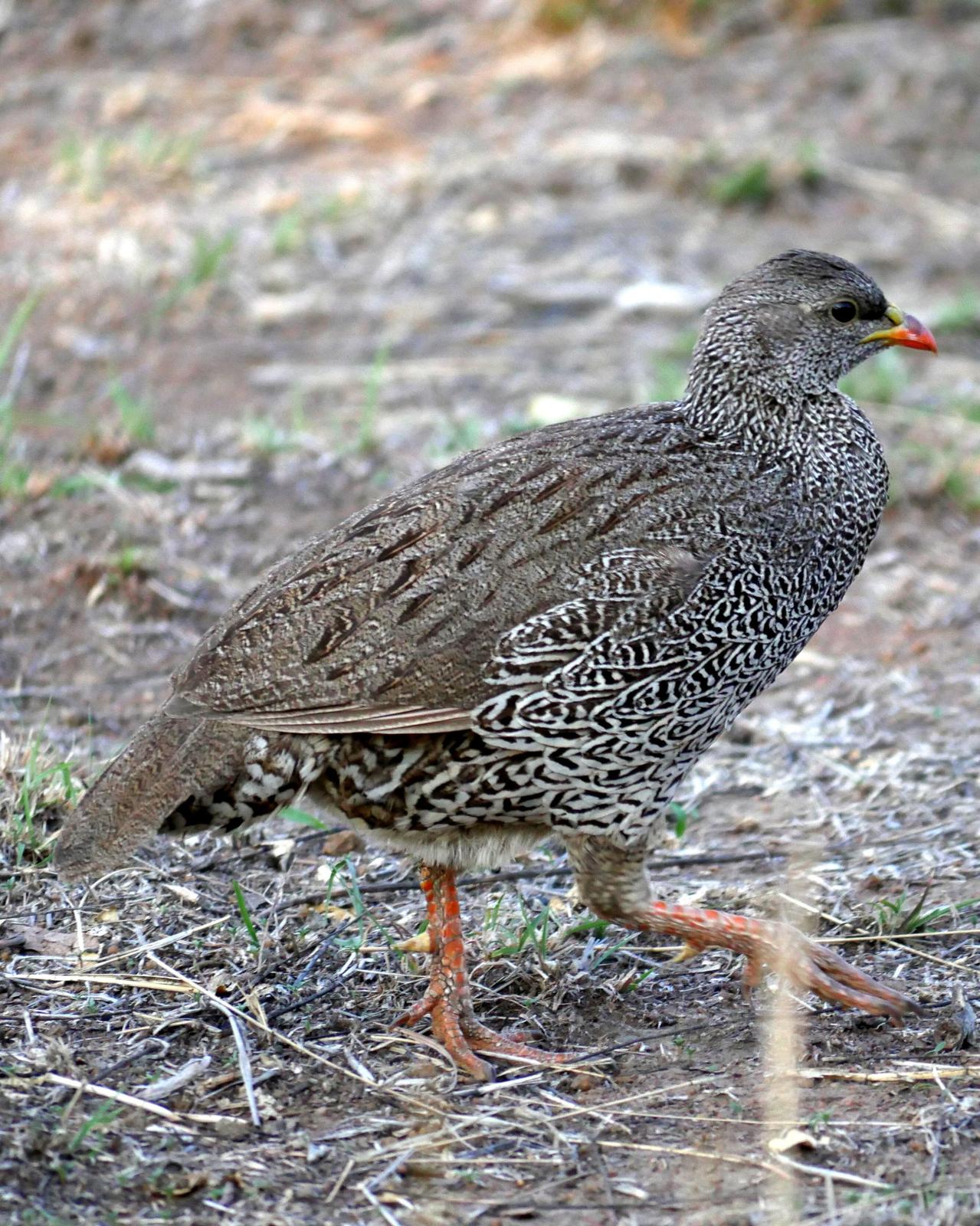Natal Francolin Photo by Peter Lowe