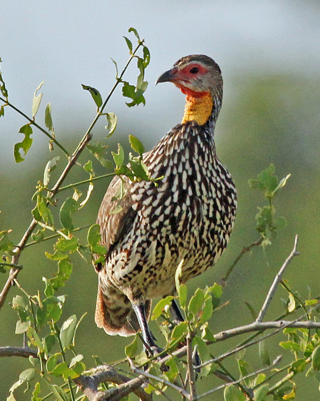 Yellow-necked Francolin Photo by Robert Polkinghorn