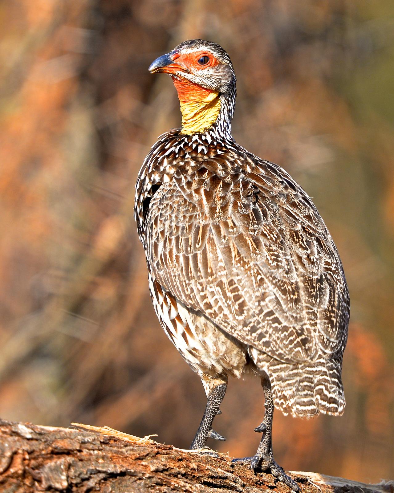 Yellow-necked Francolin Photo by Gerald Friesen