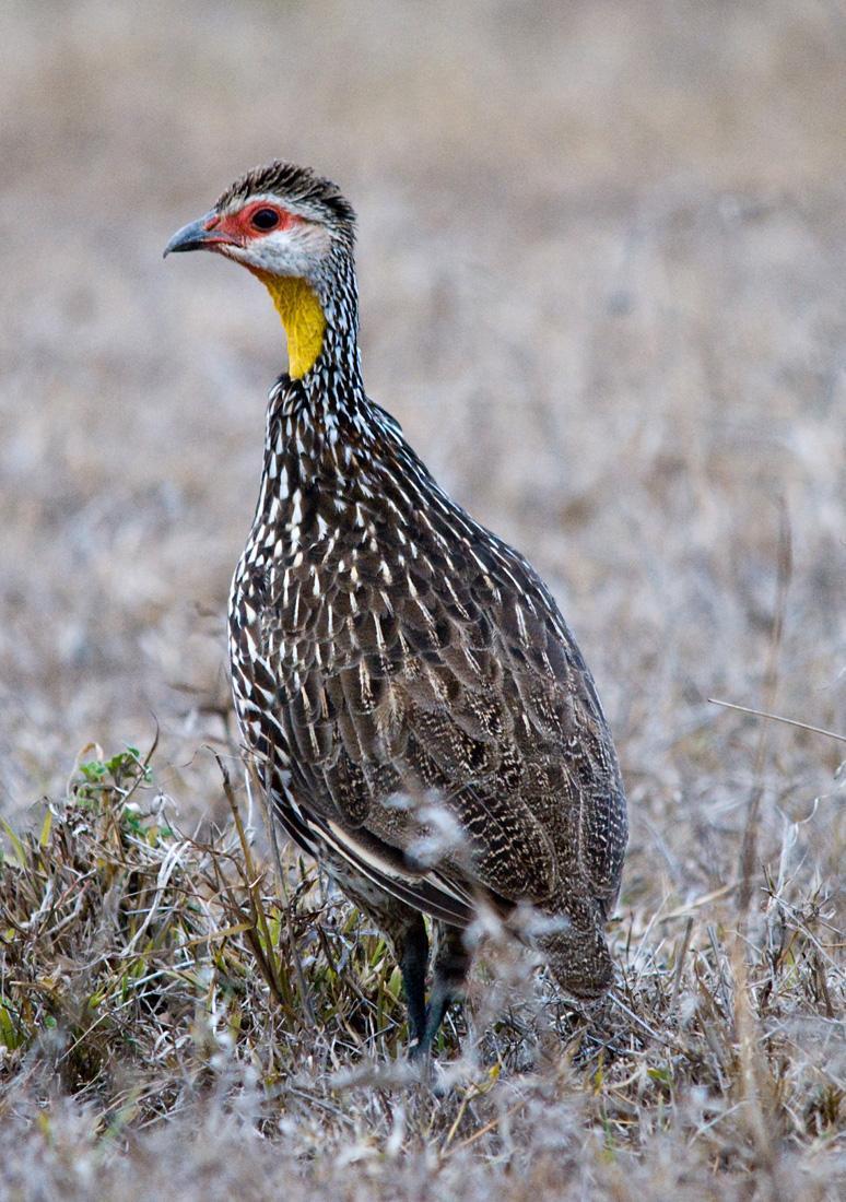 Yellow-necked Francolin Photo by Carol Foil