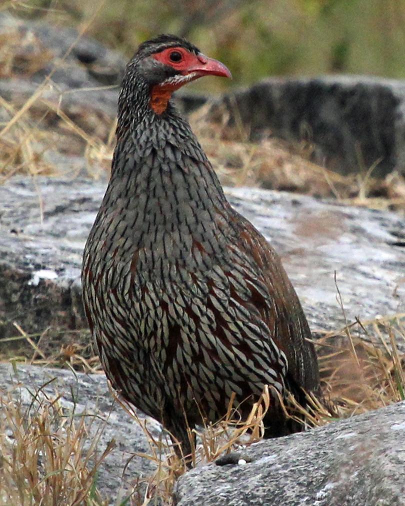 Gray-breasted Francolin Photo by Robert Polkinghorn