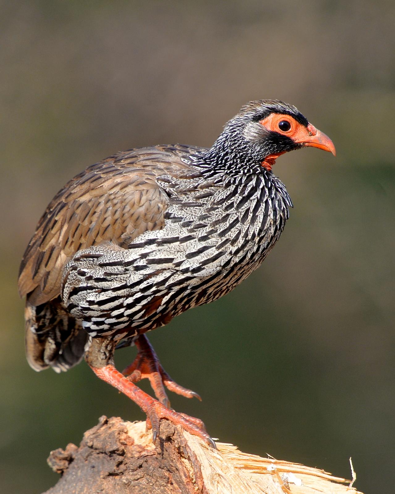 Red-necked Francolin Photo by Gerald Friesen. 