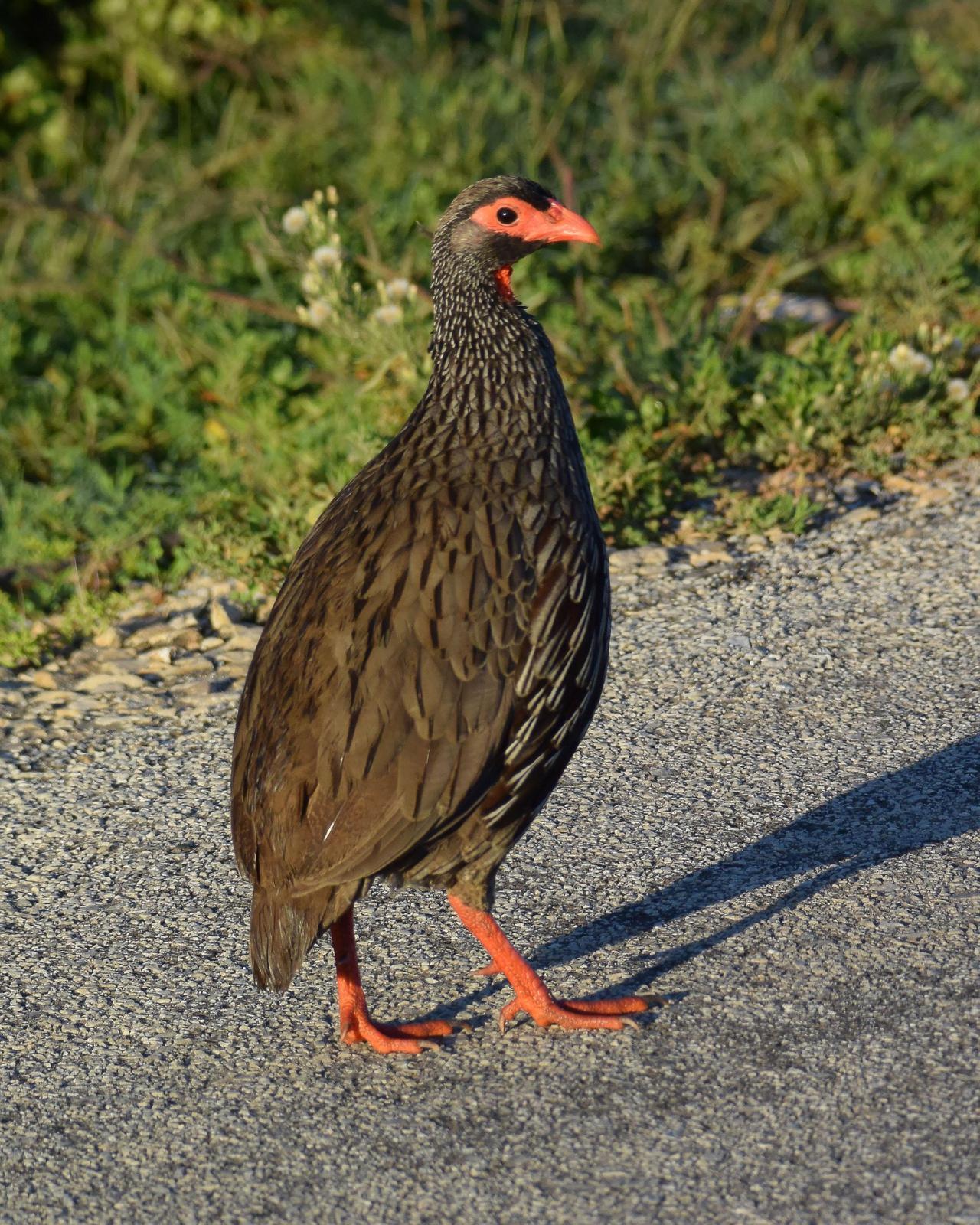 Red-necked Francolin Photo by Steve Percival