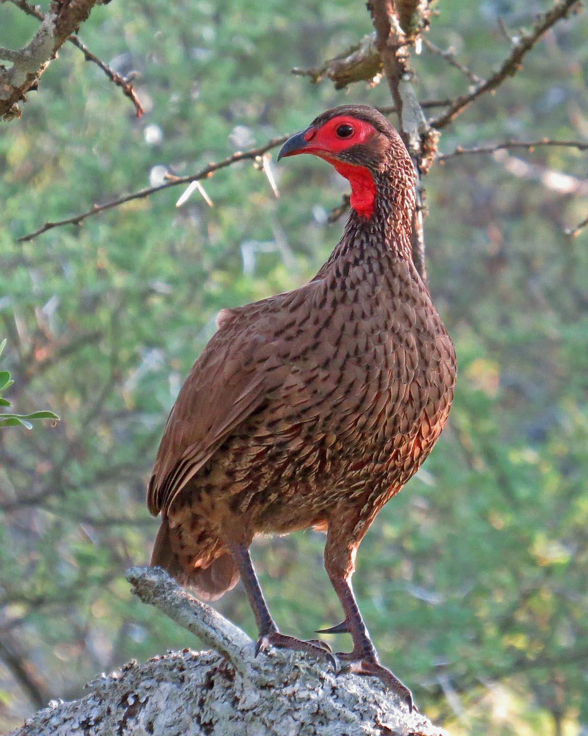 Swainson's Francolin Photo by Peter Boesman