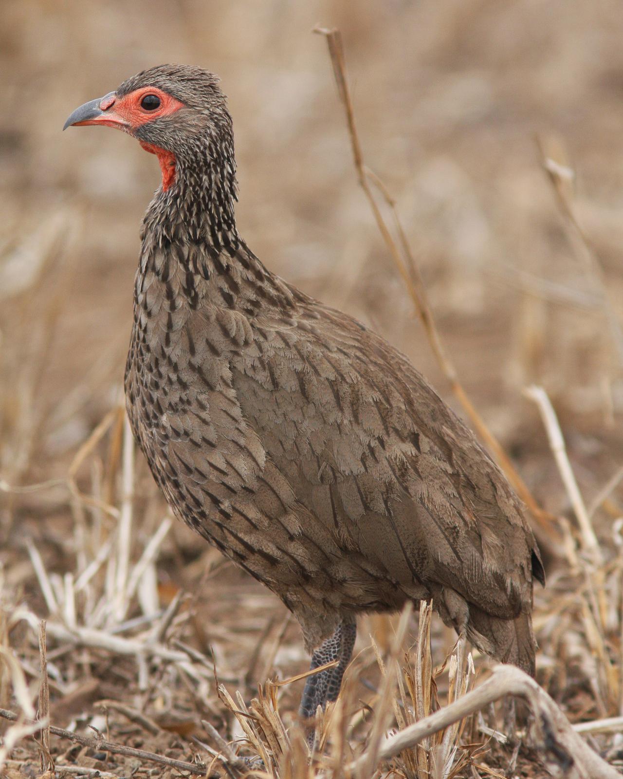 Swainson's Francolin Photo by Henk Baptist