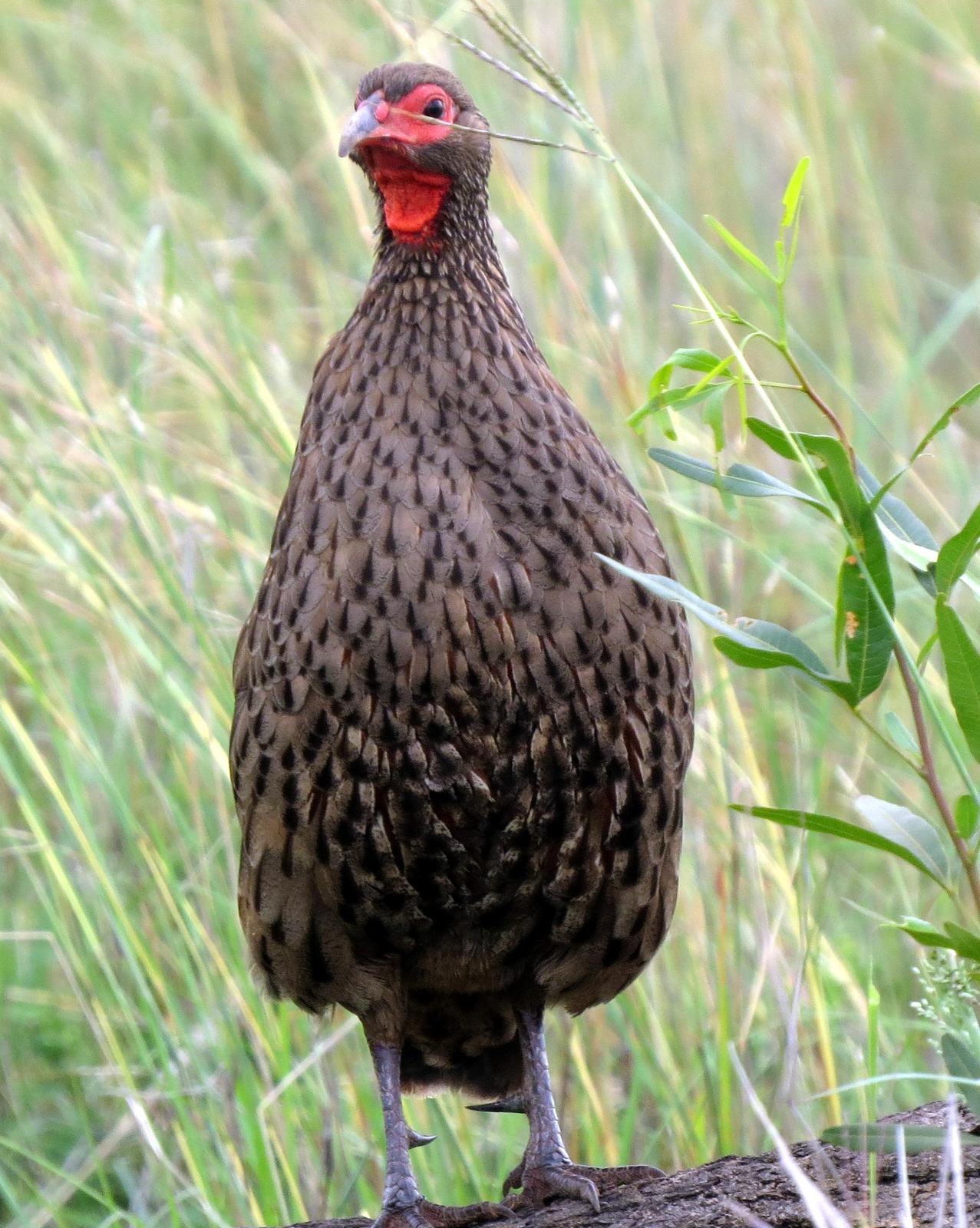 Swainson's Francolin Photo by Richard  Lowe