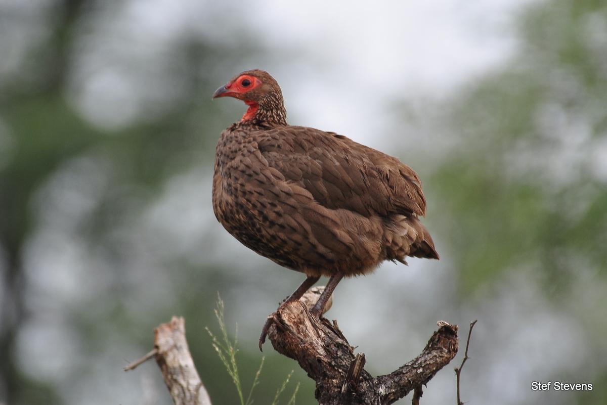 Swainson's Francolin Photo by Stef Stevens
