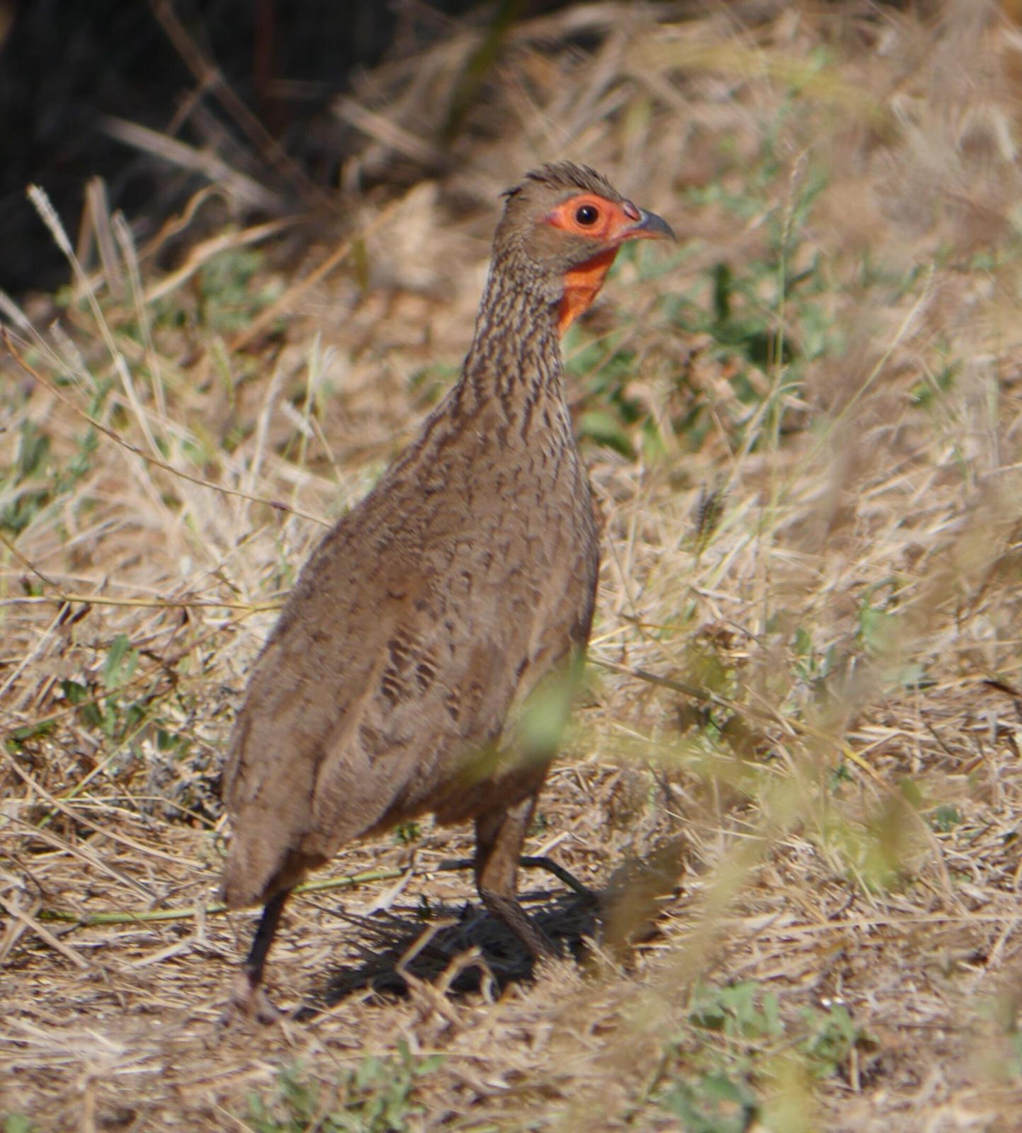 Swainson's Francolin Photo by Peter Lowe