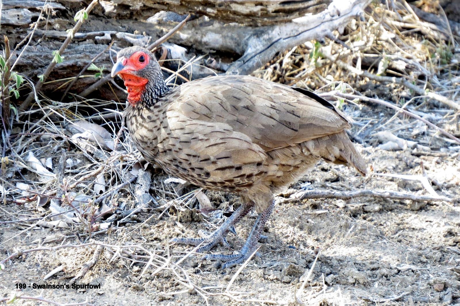 Swainson's Francolin Photo by Richard  Lowe