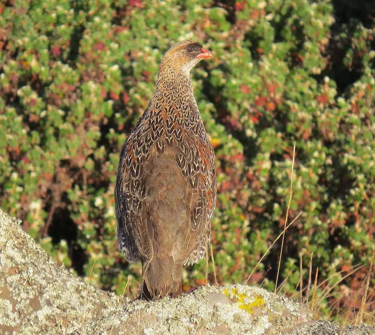 Chestnut-naped Francolin Photo by Peter Boesman