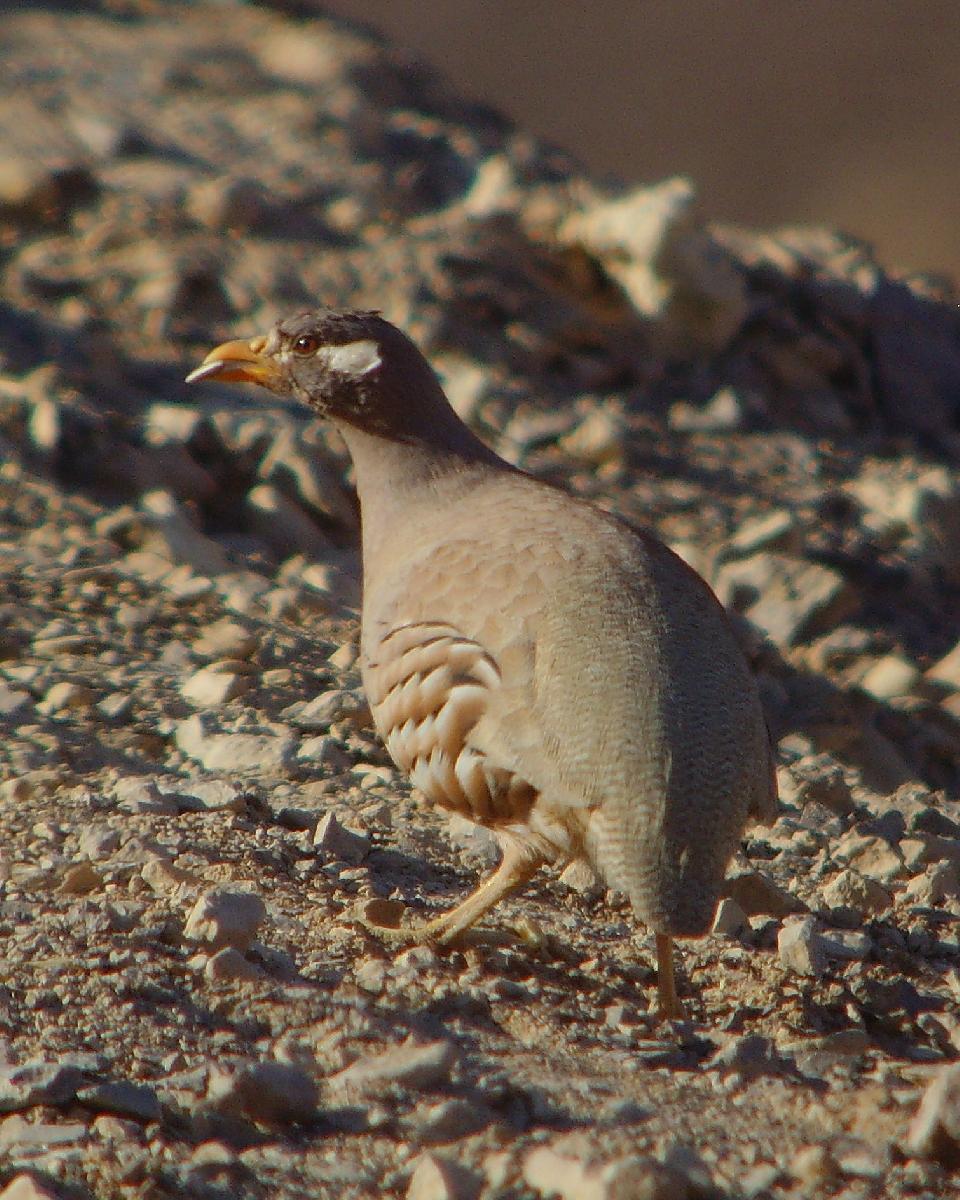 Sand Partridge Photo by Chris Lansdell
