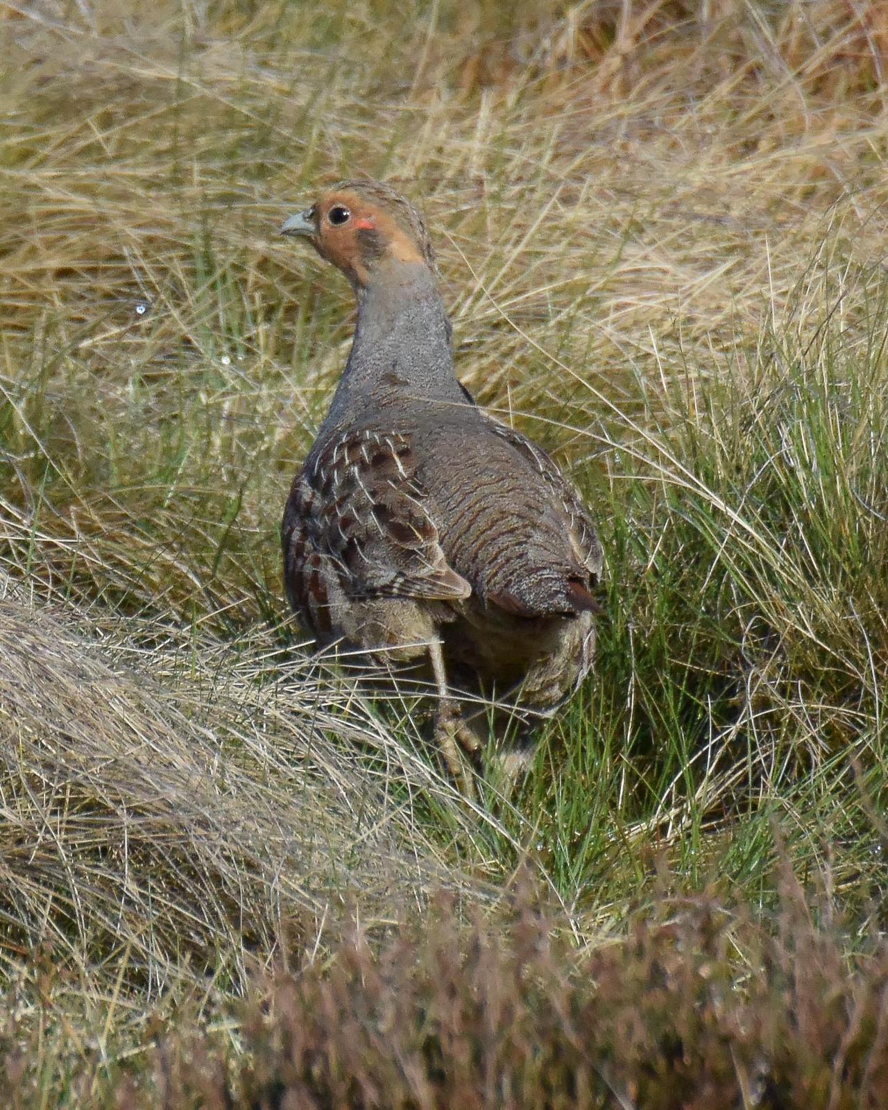 Gray Partridge Photo by Emily Percival