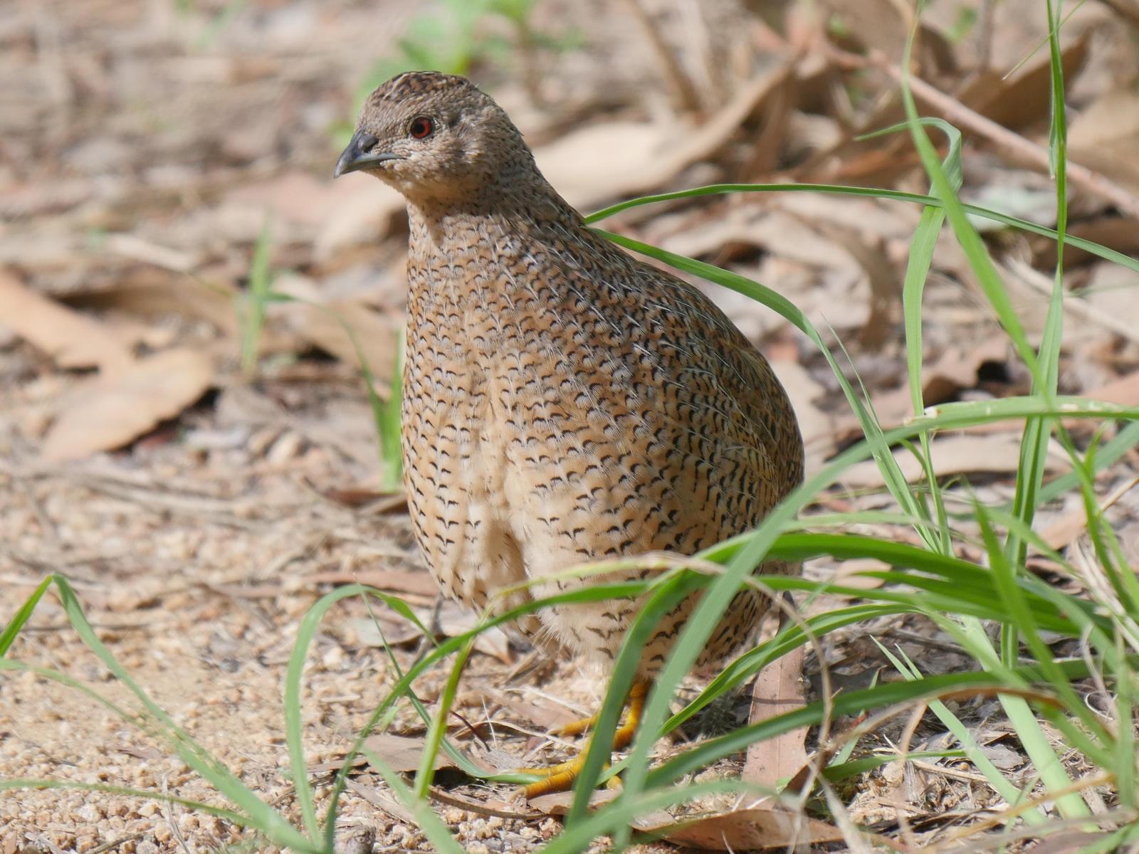 Brown Quail Photo by Peter Lowe