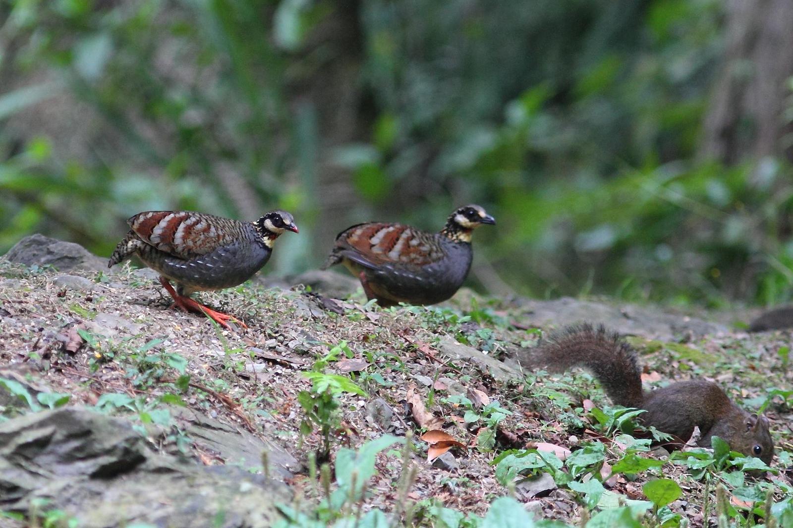 Taiwan Partridge Photo by Mu-Chi Tsai