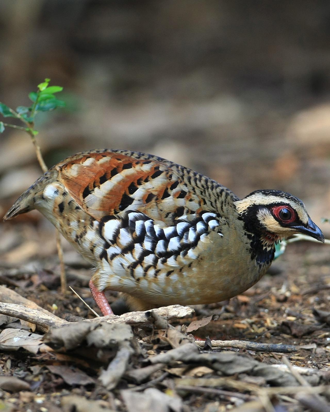 Bar-backed Partridge Photo by Monte Taylor