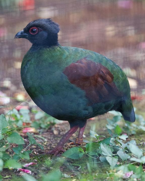 Crested Partridge Photo by Mat Gilfedder