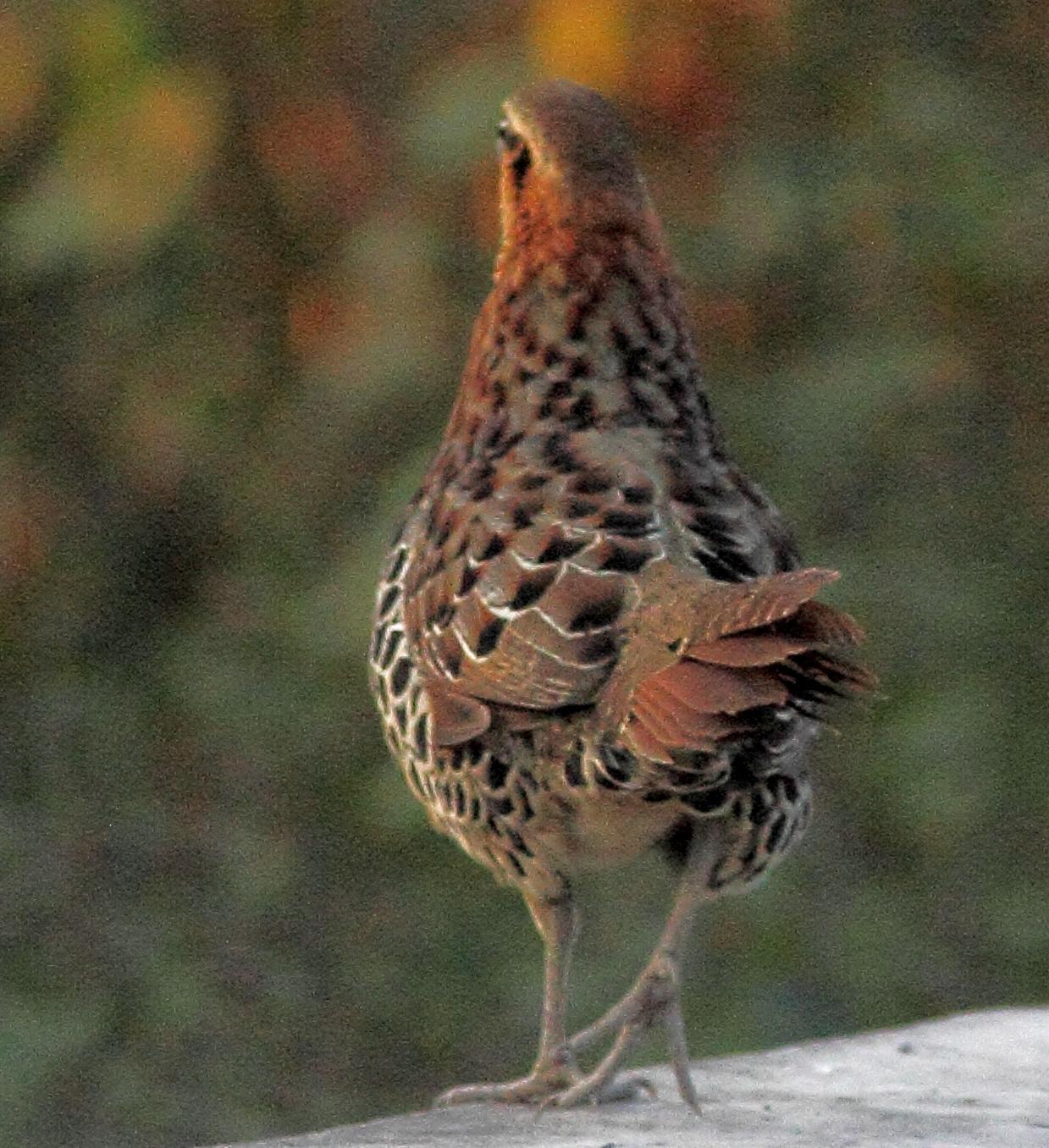 Mountain Bamboo-Partridge Photo by Lee Harding