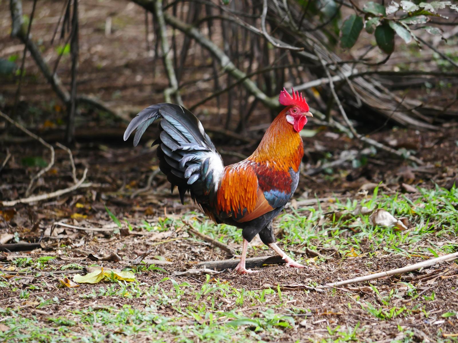 Red Junglefowl Photo by Peter Lowe