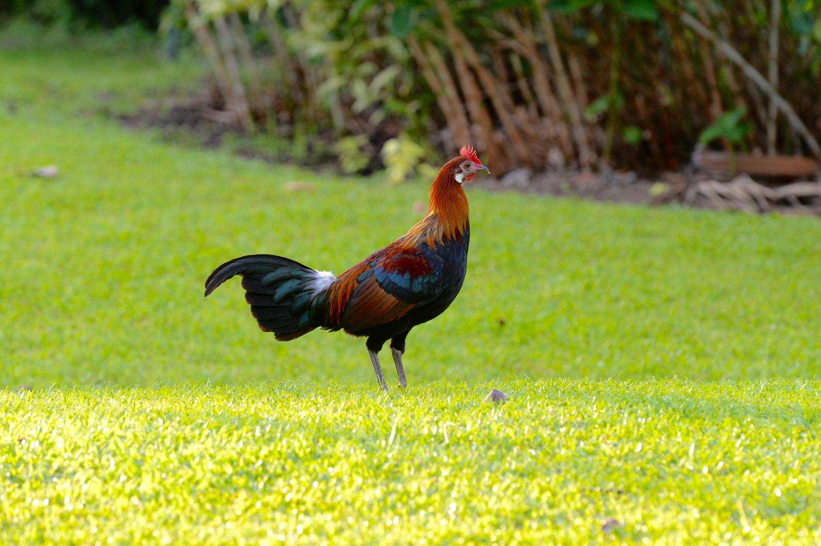 Red Junglefowl Photo by marcel finlay